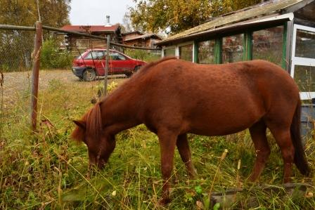 Tyra helping to clear the weeds out of the garden